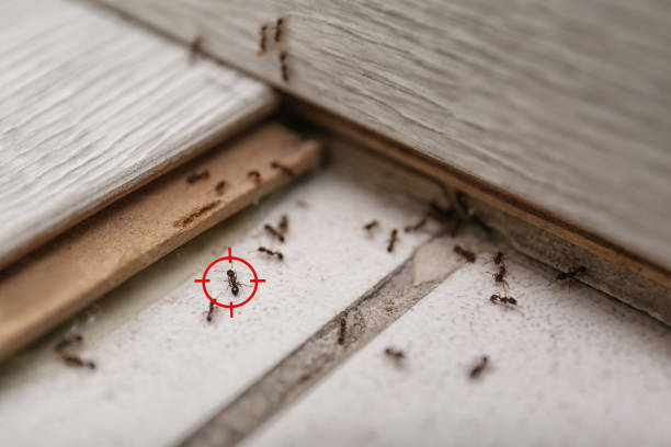 Best Mosquito Control Services  in Salix, PA